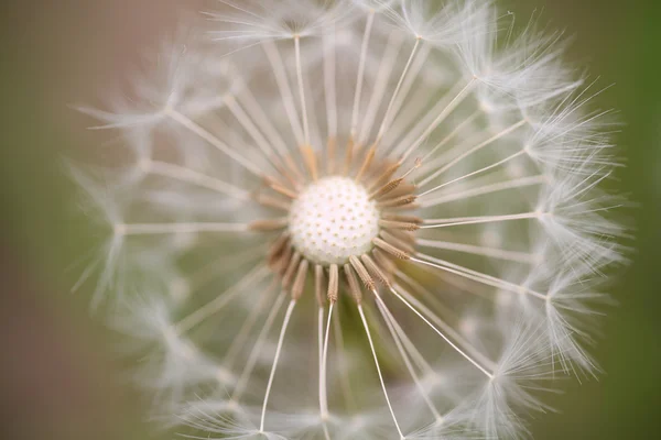 stock image Dandelion