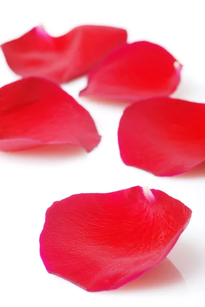 Bella rosa petali di rosa — Foto Stock