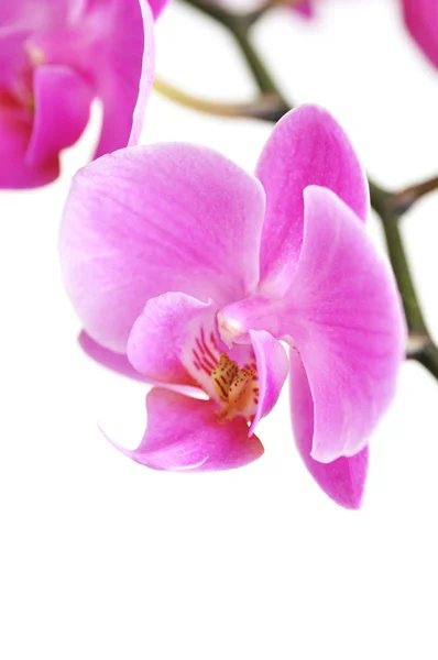 Rosa orkideer – stockfoto