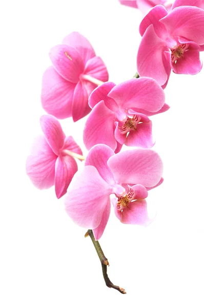 Orhidee roz — Fotografie, imagine de stoc