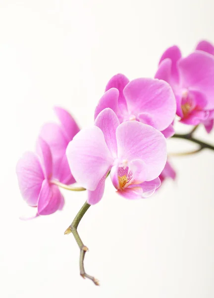 Pink orchid — Stock Photo, Image