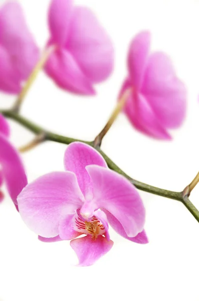 stock image Pink orchid