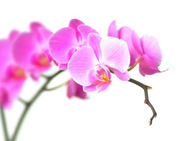 Orchidea rosa Immagine Stock