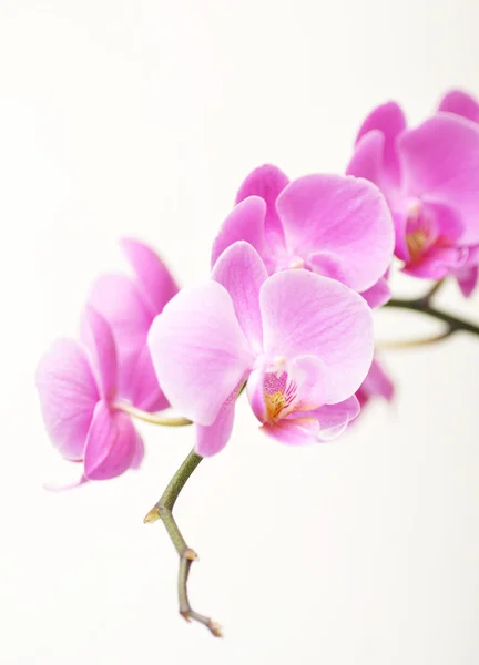 Orchidea rosa Fotografia Stock