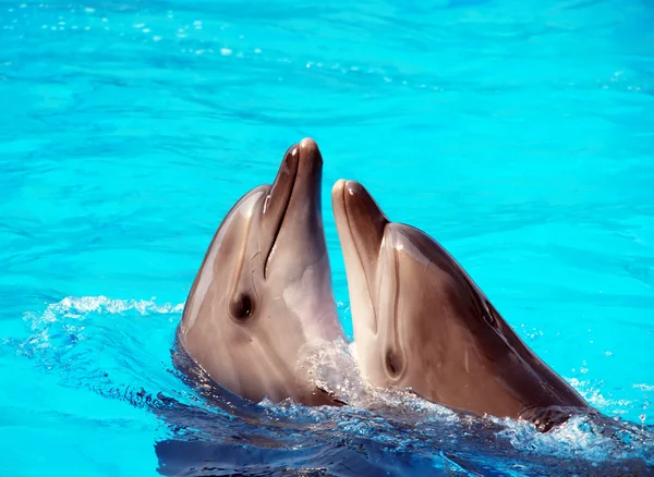 Dolphins — Stock Photo, Image
