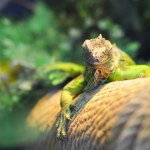 Iguana verde no galho da árvore
