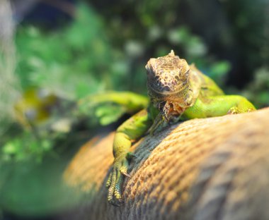 ağaç dalında yeşil iguana