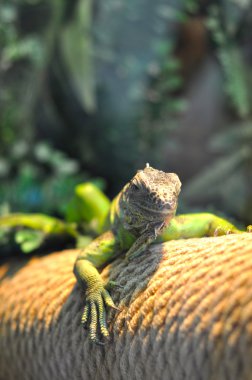 ağaç dalında yeşil iguana