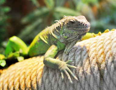 Young brown iguana clipart