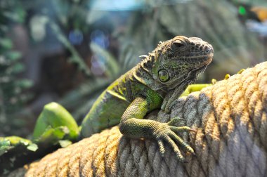 Genç kahverengi iguana