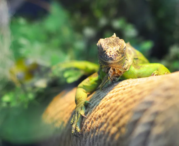 Green iguana on tree branch — Free Stock Photo