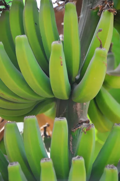 绿色香蕉 — 免费的图库照片