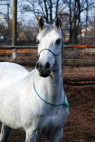 Beautiful stallion — Free Stock Photo