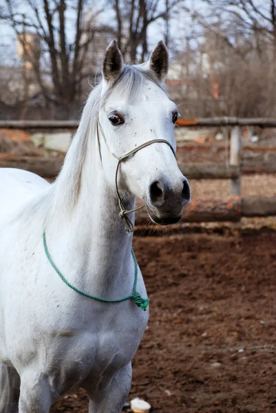 Beautiful stallion — Free Stock Photo © FineShine #9269151