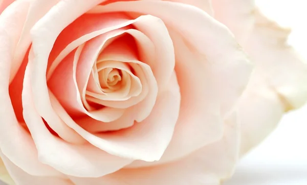 Rosa rosa sobre el fondo blanco — Foto de Stock