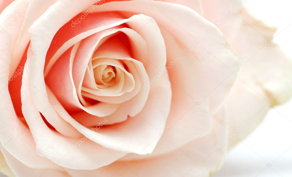 Pink rose on the white background