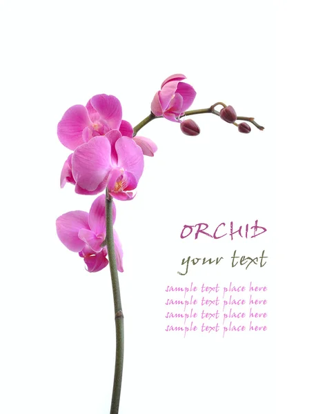 Orchidej na bílém pozadí — Stock fotografie