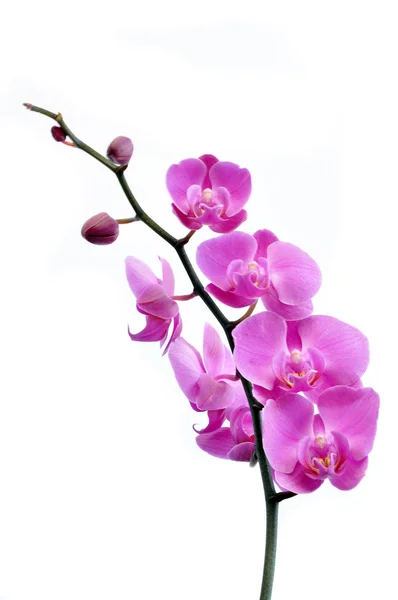 Orquídea sobre um fundo branco — Fotografia de Stock