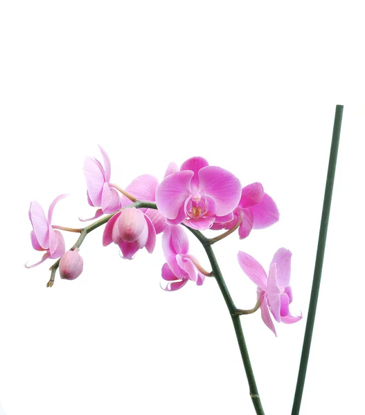 Orchidea su sfondo bianco — Foto Stock