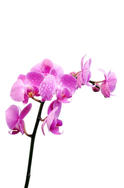 Orkideen på hvit bakgrunn – stockfoto