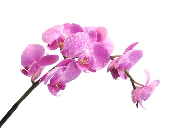 Orchid på vit bakgrund — Stockfoto
