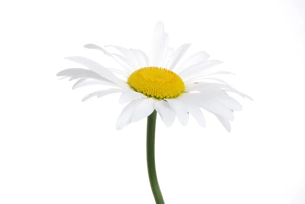 Daisy - izolat pe alb — Fotografie, imagine de stoc