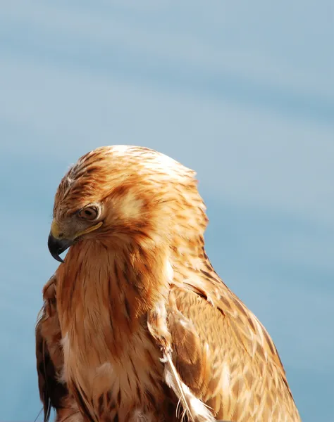 Retrato de un águila — Foto de Stock