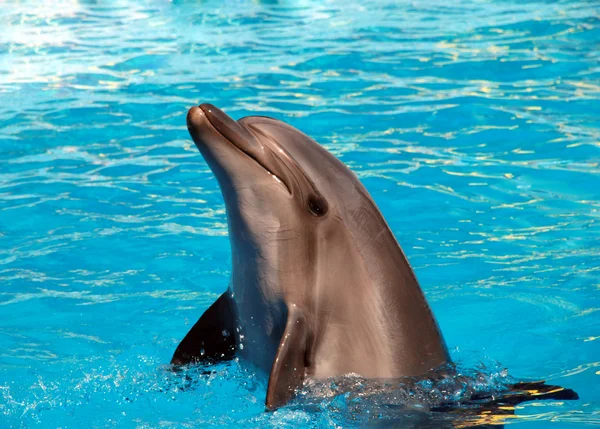 Delfín tancuje — Stock fotografie