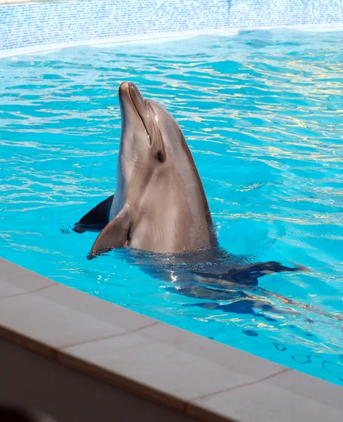 Delfinens dans - Stock-foto