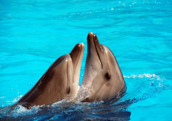 Delfinen dansar. — Stockfoto