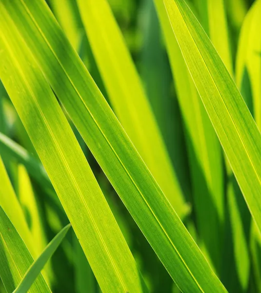 Hierba verde — Foto de stock gratis