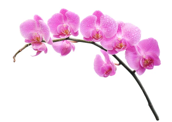 Orchidej na bílém pozadí — Stock fotografie