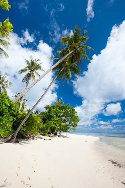 Palmeras de coco en la playa — Foto de Stock