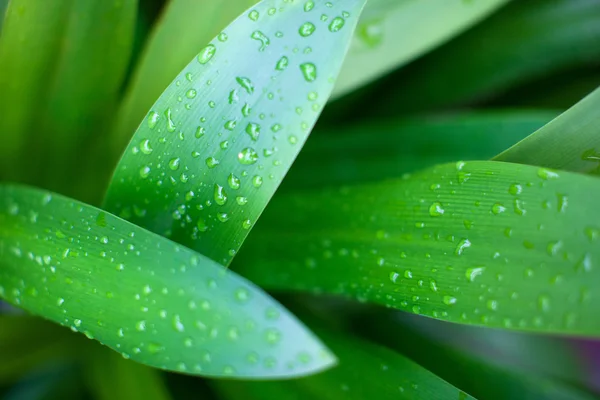 Water drops on leaves — Stock Photo, Image