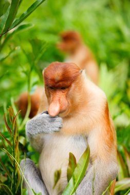 Proboscis monkeys clipart