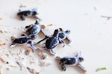 Baby green turtles clipart