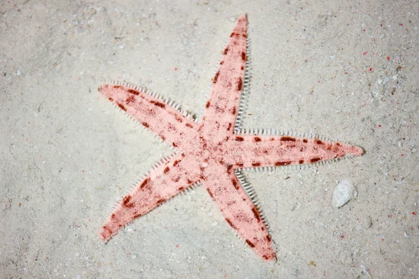 Rozgwiazda czerwona na tropikalnej plaży — Zdjęcie stockowe