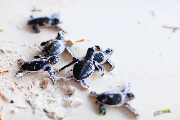 Baby green turtles — Stok fotoğraf