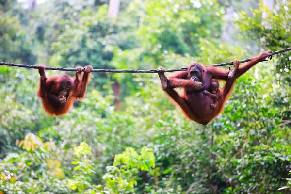 Orangutans de Sabah em malaio Bornéu — Fotografia de Stock
