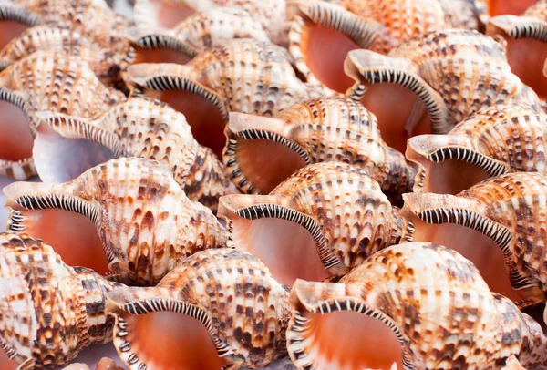 Conchas de caracol —  Fotos de Stock