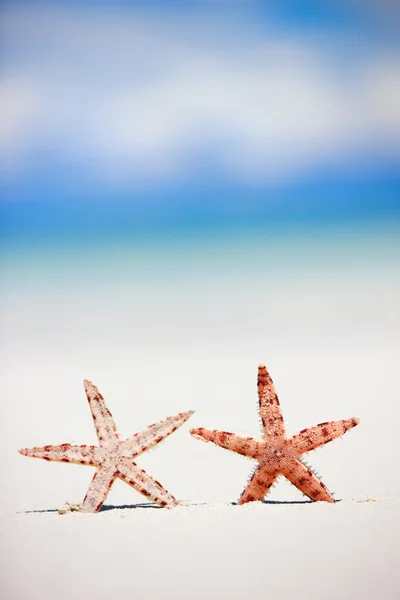 Dos estrellas de mar en la playa tropical —  Fotos de Stock