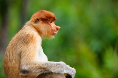 Proboscis monkey clipart