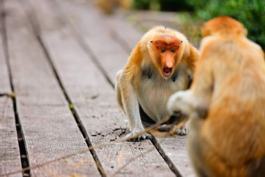 Proboscis monkeys clipart