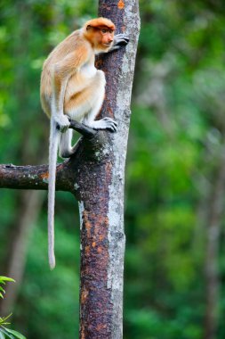 Proboscis monkey on tree clipart