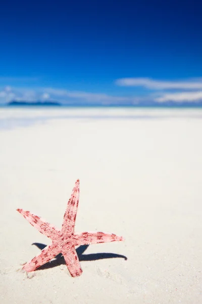 Tropik sahilde kırmızı deniz yıldızı — Stok fotoğraf