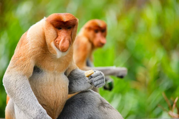 Proboscis monkeys — Stockfoto