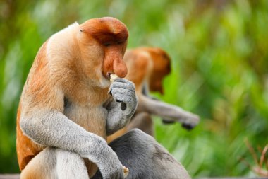 Proboscis monkeys clipart