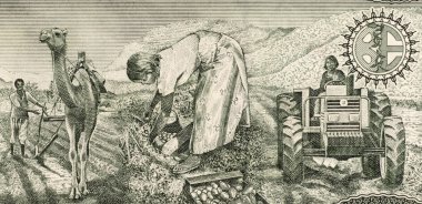 Eritre çiftçiler