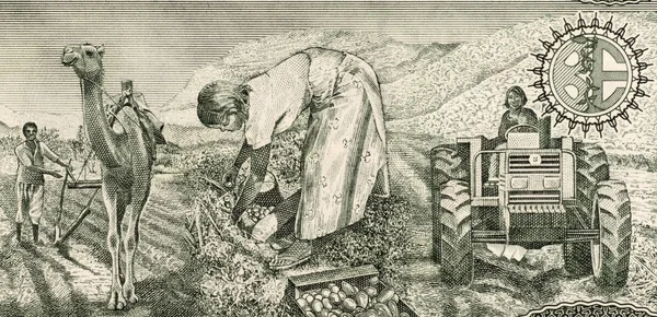 Ерітрейскіе фермери — стокове фото