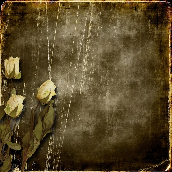 Grunge scratches background with roses — Stock Photo, Image